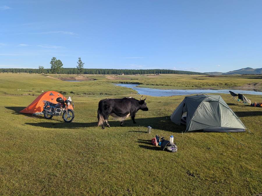 Camp beside a river, with a yak for company, Mongolia 2026
