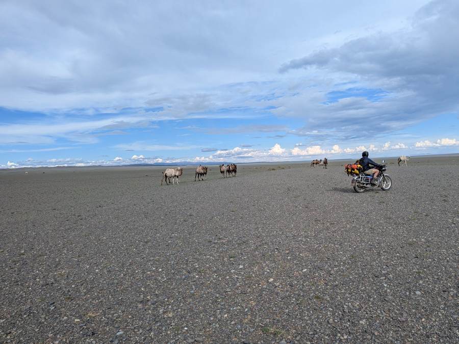 Camels on the gravel plain, Mongolia 2026