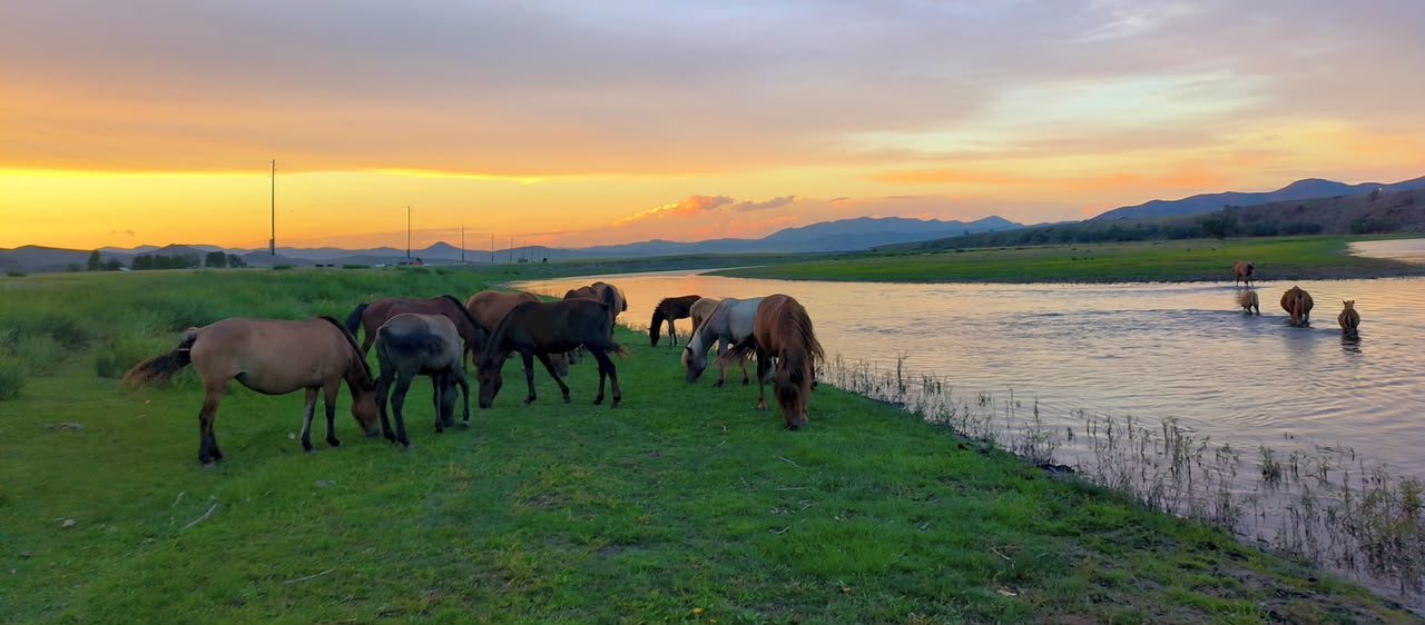 Horses grazing by the river at sunset, Mongolia 2026